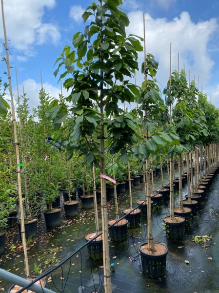 Dreilappige Papau / Indianerbanane / Paw-Paw / Dreilappige Papau / Indianerbanane / Paw-Paw