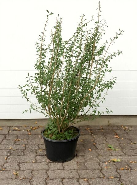 Syringa persica / Persischer Flieder, Strauch im Container C20, 100-125 cm, mehrtriebig mit grünem Laub.