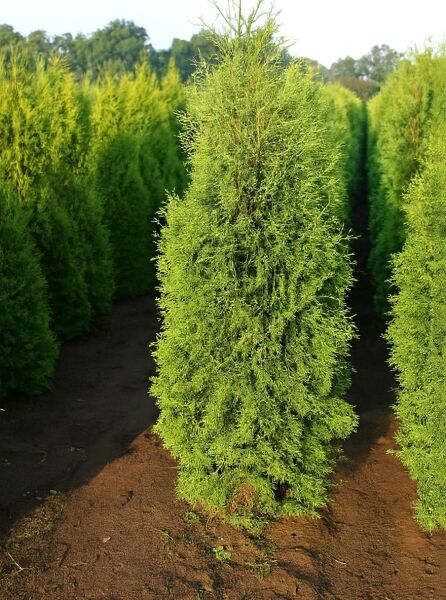 Thuja occidentalis 'Columna' – Säulen-Lebensbaum 'Columna', Solitär 160-180 cm, mit Ballen (m. B.)