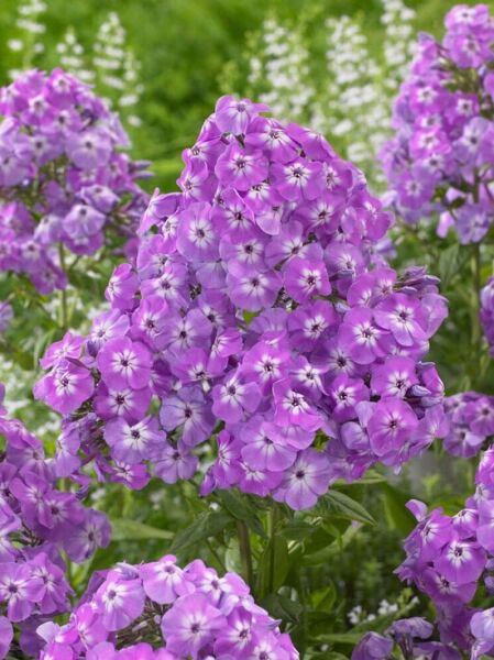 Großblättrige Flammenblume &#039;Goliath&#039; / Phlox amplifolia &#039;Goliath&#039;