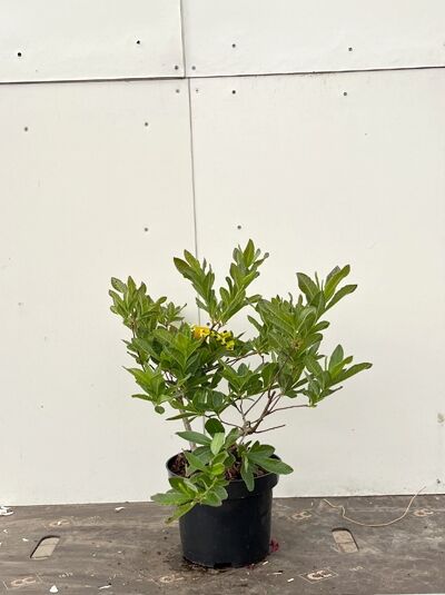 Laubabwerfende Azalea 'Frans van der Bom' / Laubabwerfende Azalea 'Frans van der Bom'
