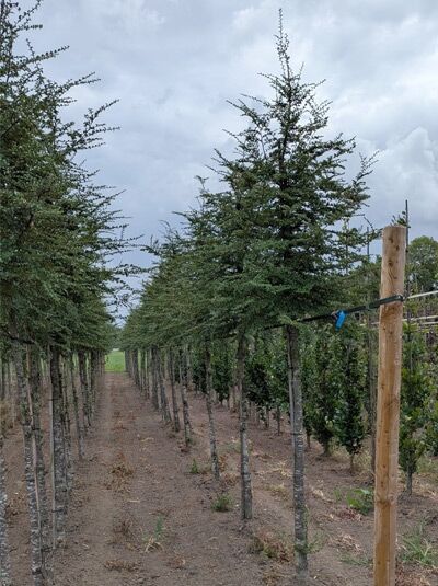 Antarktische Scheinbuche / Antarktische Scheinbuche