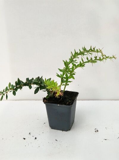 Immergrüne Berberitze 'Telstar' / Berberis frikartii 'Telstar'