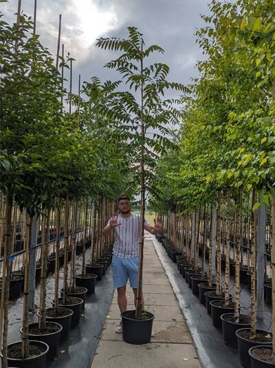 Chinesischer Surenbaum / Chinesischer Surenbaum