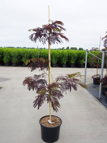 Roter Seidenbaum Albizia julibrissin 'Summer Chocolate', Hochstamm im Topf C20, 150–175 cm, mit purpurfarbenem Laub.