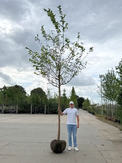 Morus alba / Weißer Maulbeerbaum, Hochstamm 20-25 StU mit Drahtballen, schlanker Stamm mit lockerer Krone.