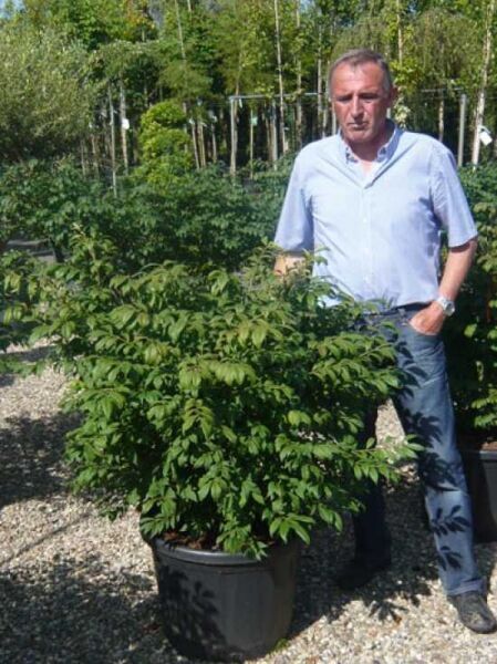 Euonymus alatus (Geflügeltes Pfaffenhütchen) im Container C20, Strauch 100–125 cm mit dichtem grünem Laub.