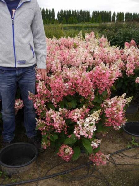 Rispen-Hortensie 'Pinky Winky ®' (Hydrangea paniculata) 80-100 cm C12 im Topf mit rosa-weißen Rispenblüten und grünen Blättern