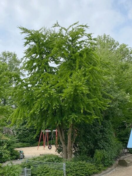 Judasblatt / Kuchenbaum / Katsurabaum / Cercidiphyllum japonicum