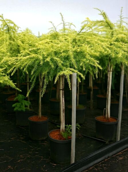 Himalaja-Zeder 'Golden Horizon' (Cedrus deodara 'Golden Horizon') als Hochstamm im Topf, 80 cm Stamm, C20, gelbgrüne Nadeln