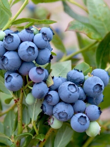 Vaccinium corymbosum 'Duke' / Heidelbeere 'Duke' mit reifen blauen Beeren in dichten Trauben am Strauch, umgeben von grünen Blättern