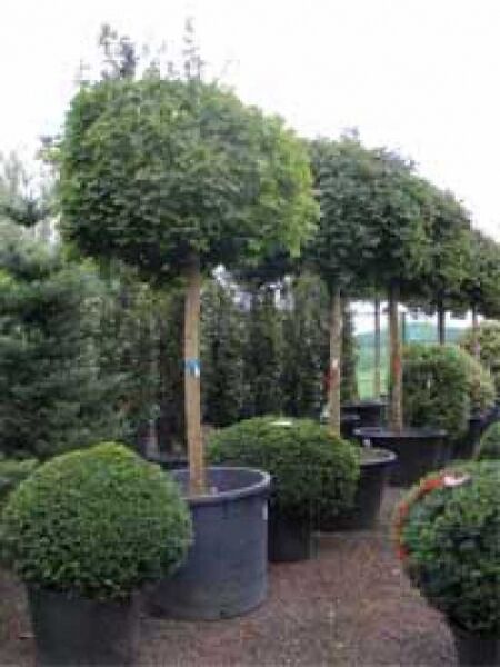 KugelAhorn (Kugelbaum) / Acer platanoides 'Globosum' günstig kaufen