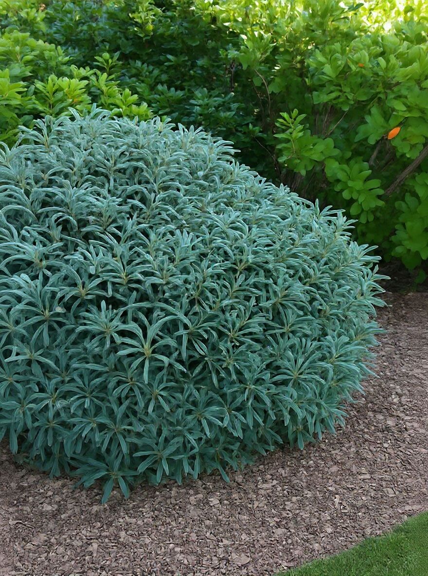 Rhododendron 'Blue Leaves' - Rhododendron yakushimanum 'Blue Leaves'