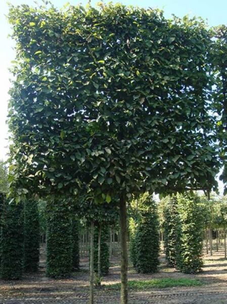 Hainbuche / Weißbuche 'Hochstamm-Spalier' H:160 B:160 T:20 (Stamm 210 cm) / Hainbuche / Weißbuche 'Hochstamm-Spalier' H:160 B:160 T:20 (Stamm 210 cm)