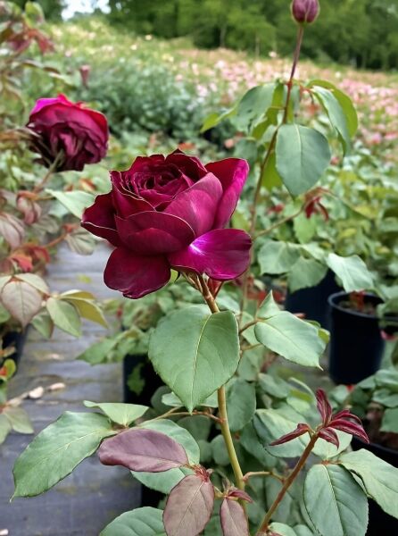 Edelrose Rosa 'Gräfin Diana' mit dunkelvioletter Blüte und grünen Blättern am Trieb, Nahaufnahme der Pflanze.