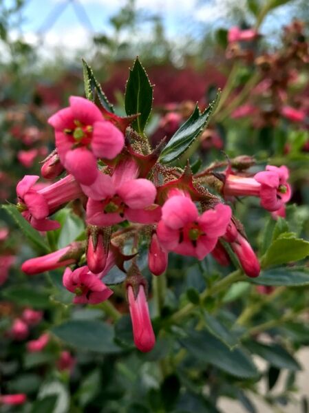 Roter Andenstrauch / Rotblühender Andenstrauch  'Macrantha' / Roter Andenstrauch / Rotblühender Andenstrauch  'Macrantha'