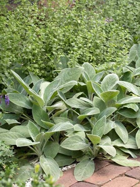Stachys byzantina 'Silver Carpet' / Teppich-Wollziest 'Silver Carpet' / Eselsohr 'Silver Carpet'