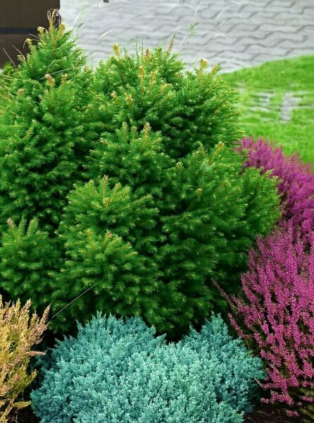 Picea abies 'Pygmaea' (Gnomen-Fichte), kompakt wachsender Nadelgehölz-Strauch mit dichtem, grünem Austrieb im Beet.