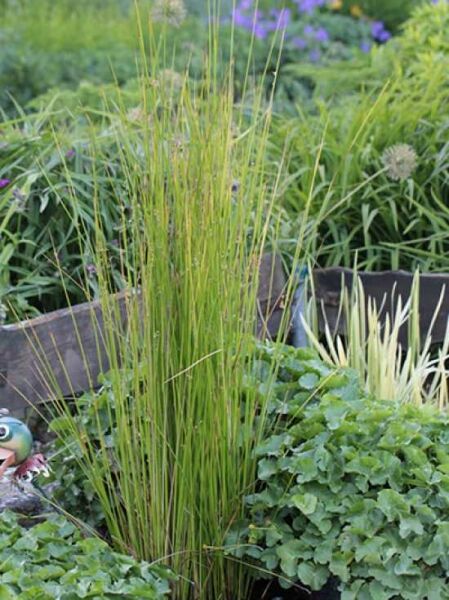 Flatter-Binse / Flatter-Binse