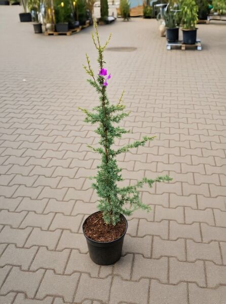 Säulen-Libanon-Zeder (Cedrus libani 'Fastigiata') 80-100 cm C7, junger Nadelbaum im schwarzen Pflanztopf.