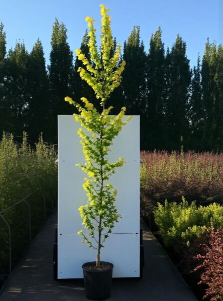 Ulmus hollandica 'Wredei' / Ulmus carpinifolia 'Wredei' (Gold-Ulme) 175-200 cm C20, Hochstamm im Topf mit gelbgrünem Laub