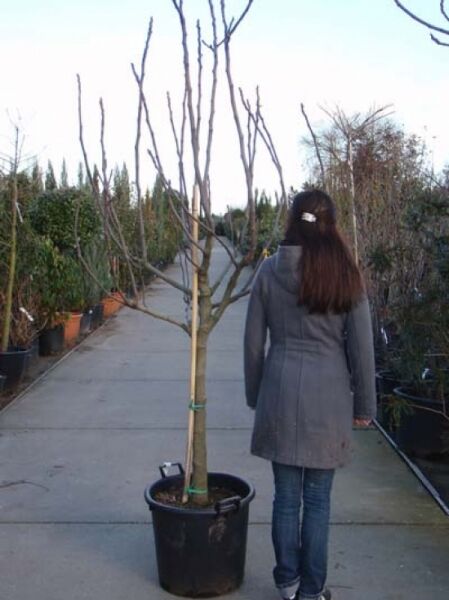 Echter Feigenbaum / Feige / Echter Feigenbaum / Feige