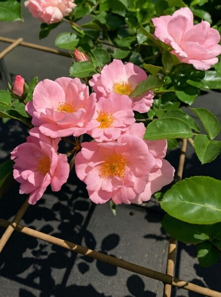 Beetrose 'Sommerwind' ® / Beetrose 'Sommerwind' ®