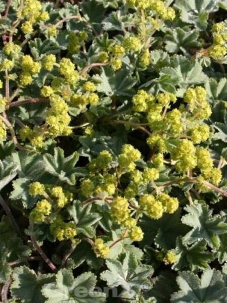 Rotstieliger Frauenmantel, Kleiner Frauenmantel / Alchemilla erythropoda