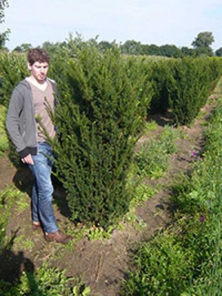 Taxus media 'Hillii', männliche Becher-Eibe 'Hillii' 160-180 cm m. Db., Solitärpflanze im Feldanbau