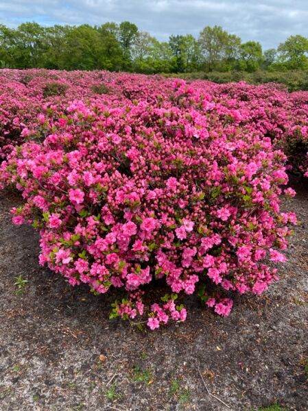 Japanische Azalee 'Babuschka' (Nr.1419) / Rhododendron obtusum 'Babuschka' -R- 90-100 cm breit x 80-90 cm hoch