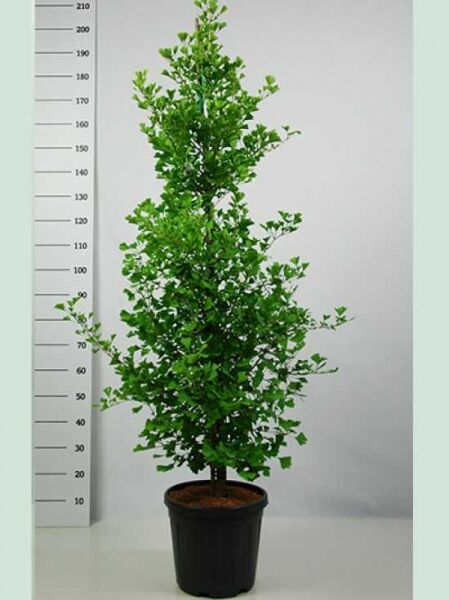 Ginkgo Mädchenhaarbaum / Ginkgo biloba 'Fastigiata Blagon' ®