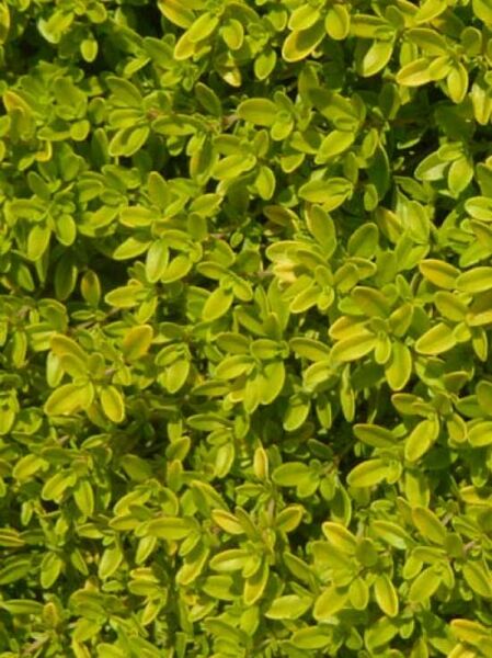 Thymus citriodorus 'Aureus' / Gold-Thymian