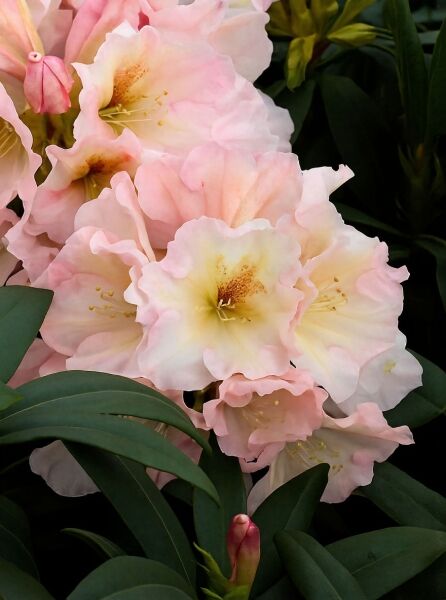 Rhododendron Hybride 'Mein Schwarm' (Rhododendron 'Mein Schwarm') mit hellrosa Blüten und dunkelgrünem Laub, Nahaufnahme.