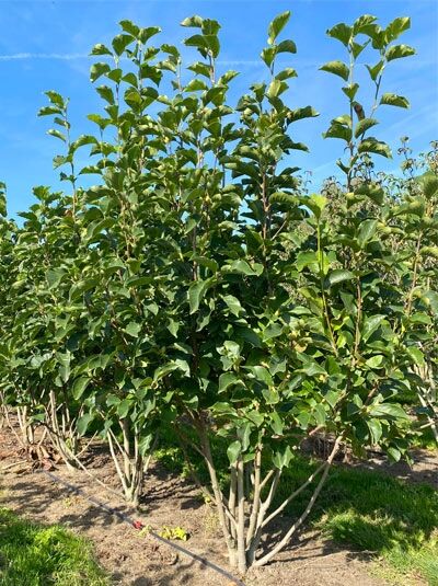 Tulpen-Magnolie `Superba` / Magnolia soulangiana 'Superba'
