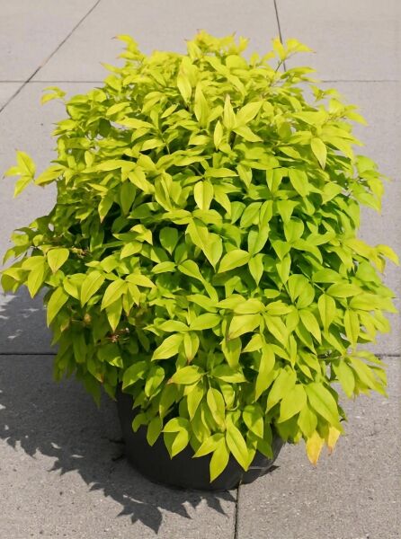 Nandina domestica 'Firepower' / Himmelsbambus 'Firepower' 60-70 cm C20, buschige Pflanze im Container mit grünem Laub