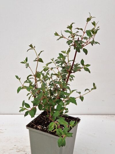 Scharlach-Fuchsie 'Tenella' (Fuchsia magellanica 'Tenella') im Topf, verzweigter Strauch mit grünen Blättern, P9
