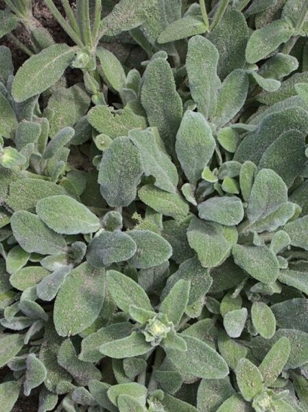 Wollziest 'Silky Fleece' / Stachys byzantina 'Silky Fleece'