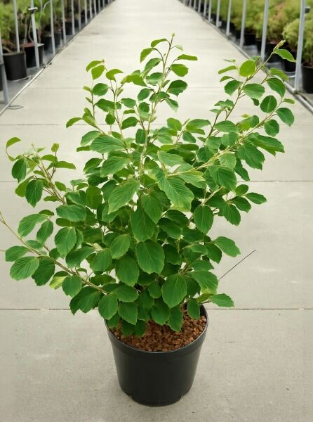 Zaubernuss Hamamelis intermedia 'Arnold Promise' 80-100 cm C12, buschige Pflanze im Container mit grünem Laub.
