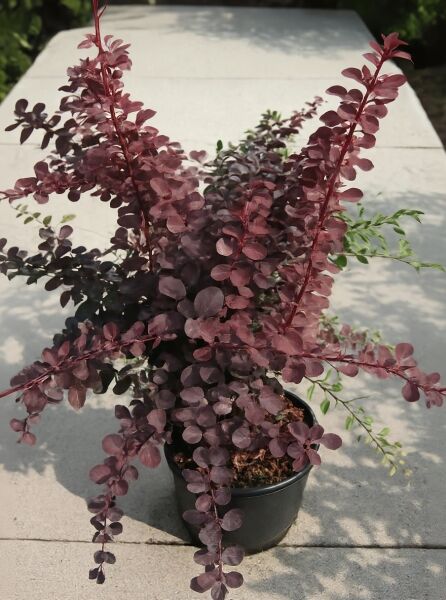 Große Blut-Berberitze 'Superba' (Berberis ottawensis 'Superba'), 50-60 cm, im C10-Topf, Strauch mit purpurfarbenem Laub