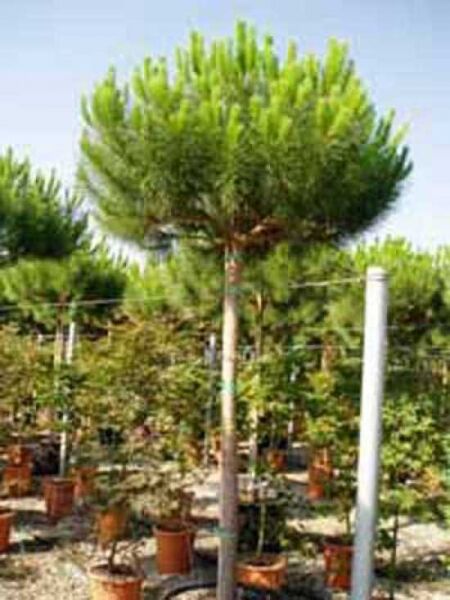 Pinus pinea / Italienische Stein-Kiefer / Mittelmeer-Kiefer / Schirmkiefer