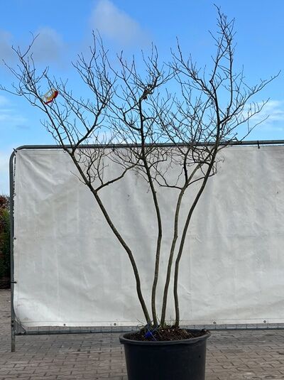 Kupfer-Felsenbirne 175-200 cm Schirmform / Amelanchier lamarckii (874880)