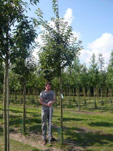 Malus 'Evereste' / Zierapfel 'Evereste' Hochstamm 16-18 StU mit Drahtballen, stehender Baum mit Stamm und Krone im Feld