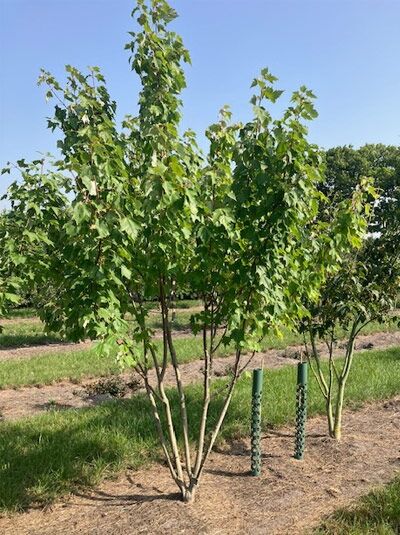Mehrstämmiger Rot-Ahorn (Acer rubrum) 300–350 cm mit Db., junger Baum mit grünem Laub und mehreren schlanken Stämmen.