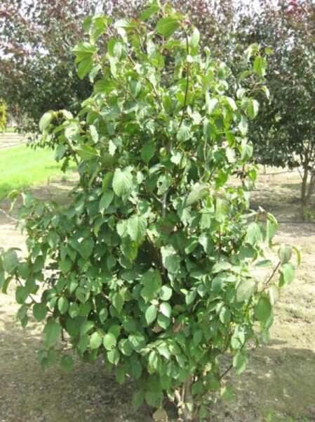 Taschentuchbaum / Aufwiedersehenbaum / Taubenbaum / Taschentuchbaum / Aufwiedersehenbaum / Taubenbaum