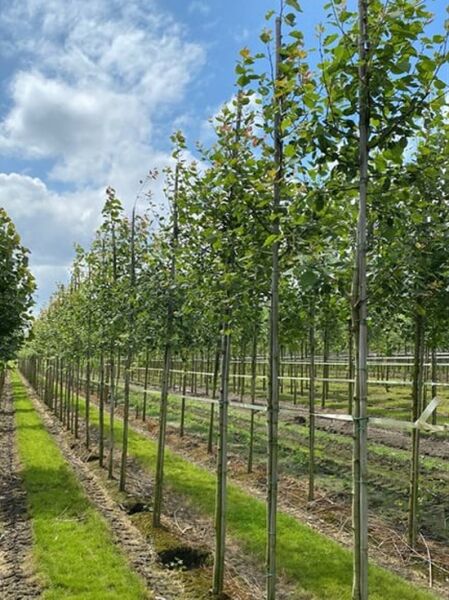 Populus tremula (Zitterpappel/Espe) Hochstamm 10-12 StU mit Drahtballierung, junge Bäume in Baumschulreihe
