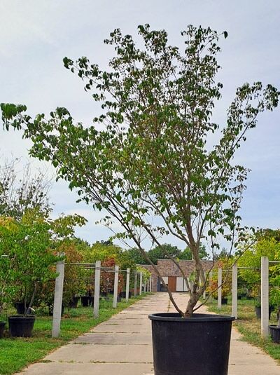 Chinesischer Blumen-Hartriegel 'China Girl' 400-450 cm - Cornus kousa var. chinensis 'China Girl' (876297)
