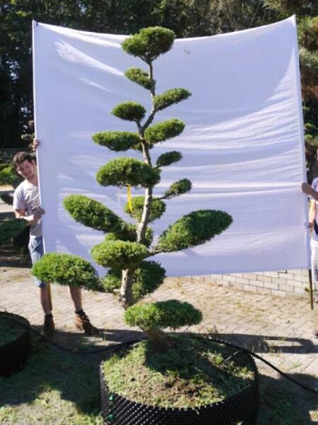 Juniperus media 'Hetzii' H: 200 cm B: 150 cm / Garten-Bonsai (301585)