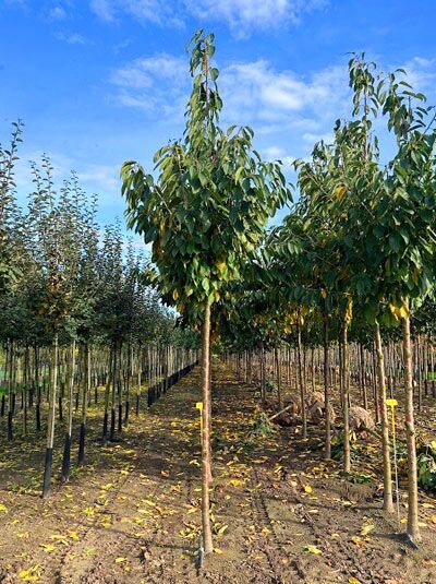 Prunus avium 'Schneiders Späte Knorpel' / Süßkirsche 'Schneiders Späte Knorpel' Hochstamm, Baum in Reihenkultur in der Baumschule