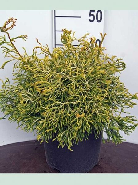 Gelbe Hinoki-Scheinzypresse 'Tsatsumi Gold' / Chamaecyparis obtusa 'Tsatsumi Gold'