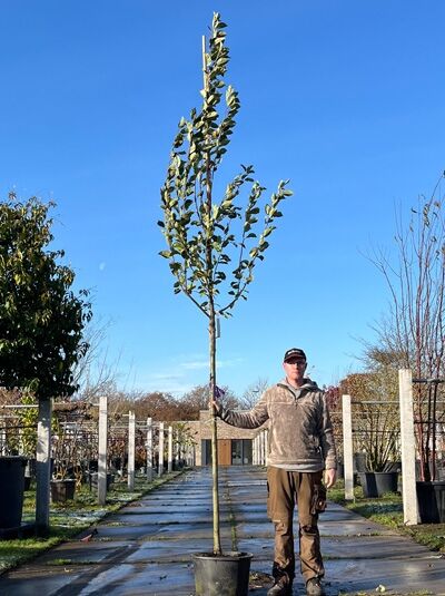 Malus domestica 'Notaris' / Apfel 'Notaris', Hochstamm 10-12 StU im Container, junger Baum mit aufrechtem Stamm und grünem Laub